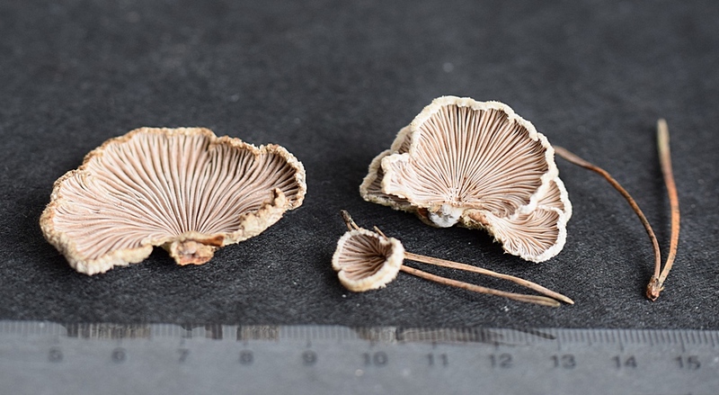 Schizophyllum comm_2.3.JPG