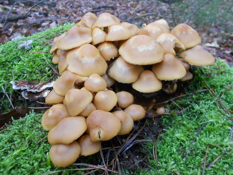 Kuehneromyces mutabilis.jpg