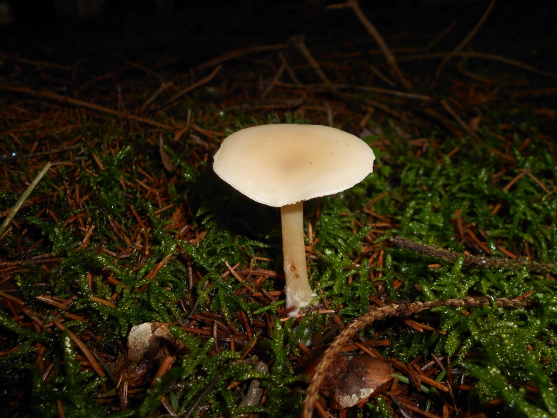 Clitocybe fragrans.jpg