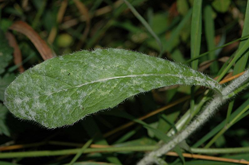 DSC_2249 Ausschnitt, Schärfe, verkleinert.JPG