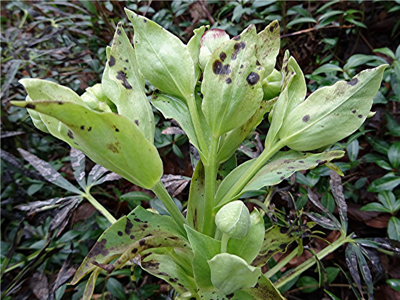 DSC04559 Ausschnitt, Schärfe, klein.JPG