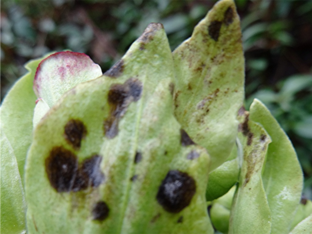 DSC04560 Ausschnitt, Schärfe, klein.JPG