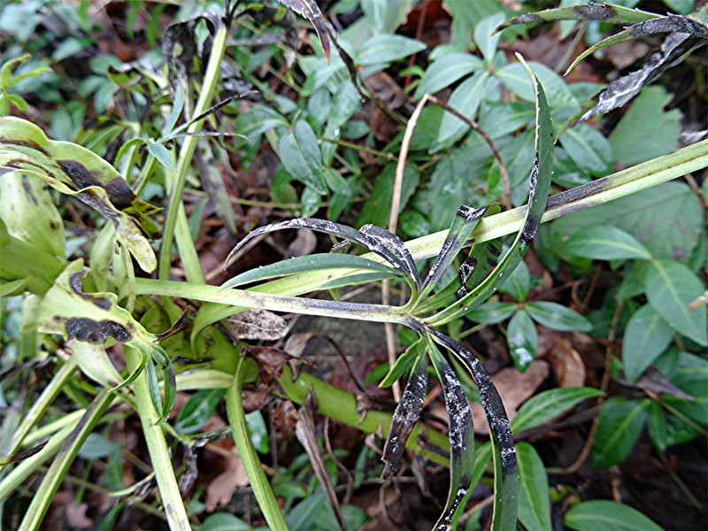 DSC04561 Schärfe, klein.JPG