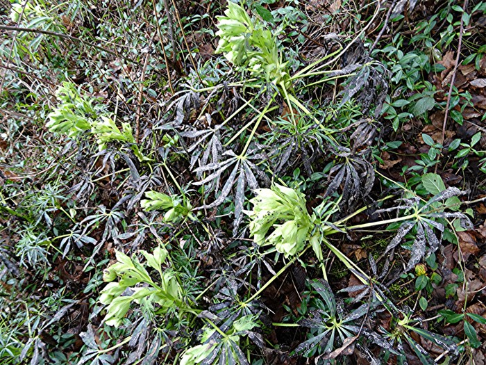 DSC04563 Schärfe, klein.JPG