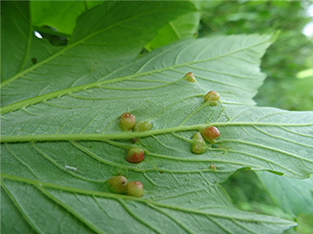 DSC02098 Blattunterseite, Ausschnitt, Schärfe, klein.JPG