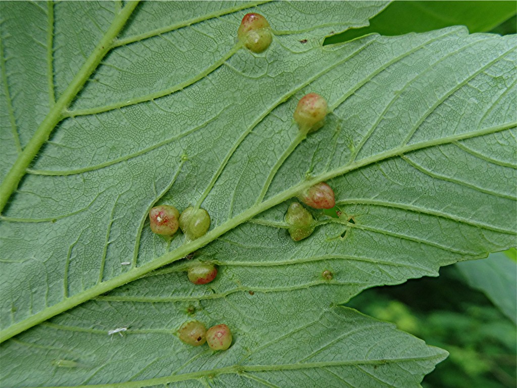 DSC02097 Blattunterseite, Ausschnitt, Schärfe, klein.JPG