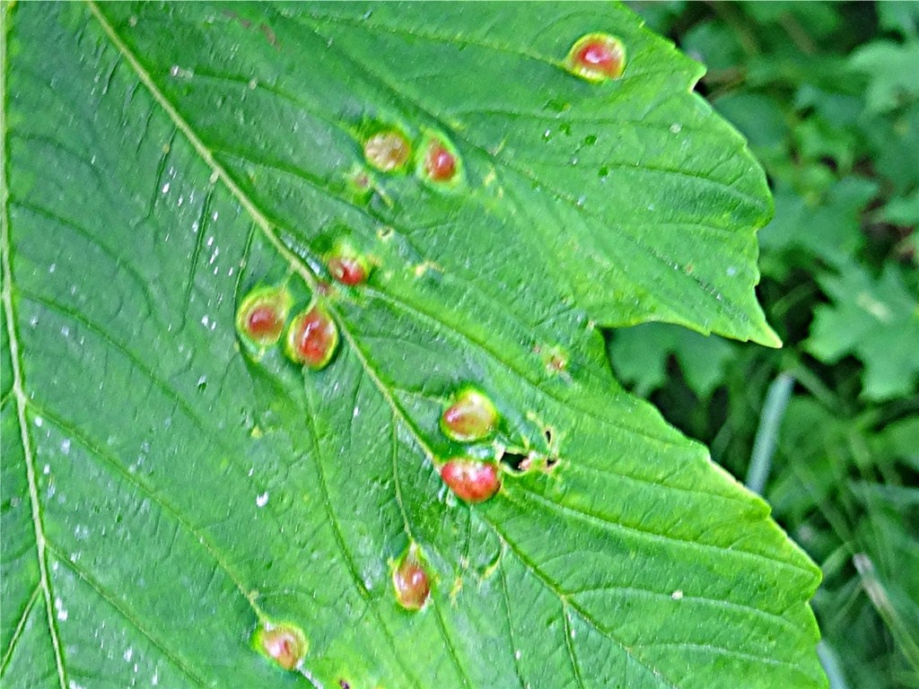 DSC02096 Blattoberseite, kleiner Ausschnitt, Schärfe, klein.JPG