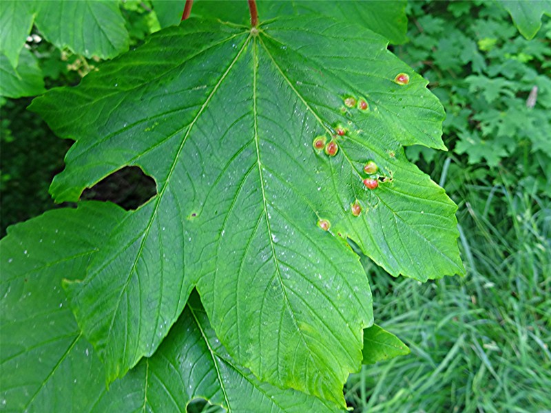DSC02096 Blattoberseite, Ausschnitt, Schärfe, klein.JPG
