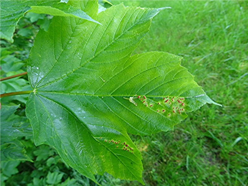 DSC02105 Ausschnitt, Schärfe, klein.JPG