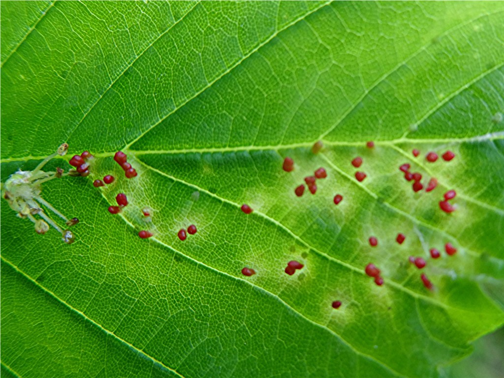 DSC02106 Ausschnitt, Schärfe, klein.JPG