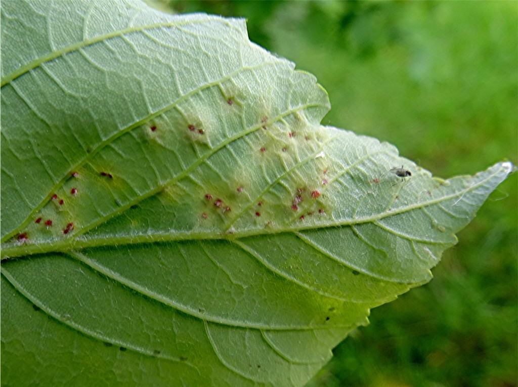 DSC02107 BlattunterseiteAusschnitt, Helligkeit, Schärfe, klein.JPG