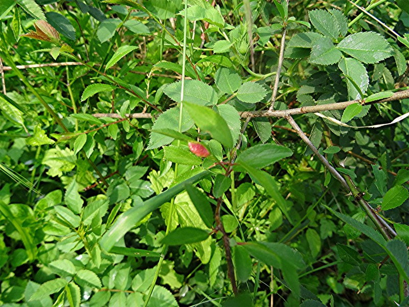 DSC02016 Schärfe, klein.JPG