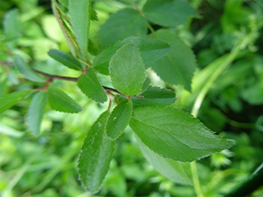 DSC02017 Ausschnitt, Schärfe, klein.JPG