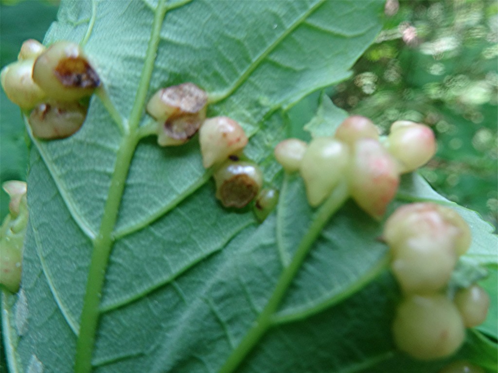 DSC02032 Ausschnitt, Schärfe, klein.JPG