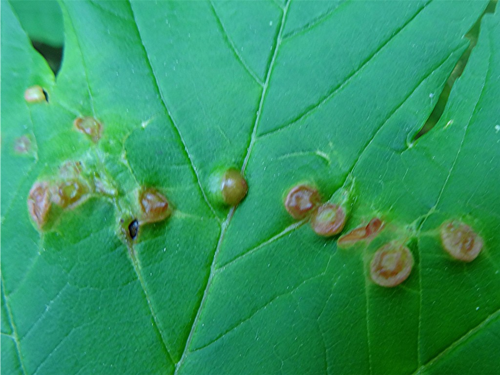 DSC02027 Ausschnitt, Schärfe, klein.JPG