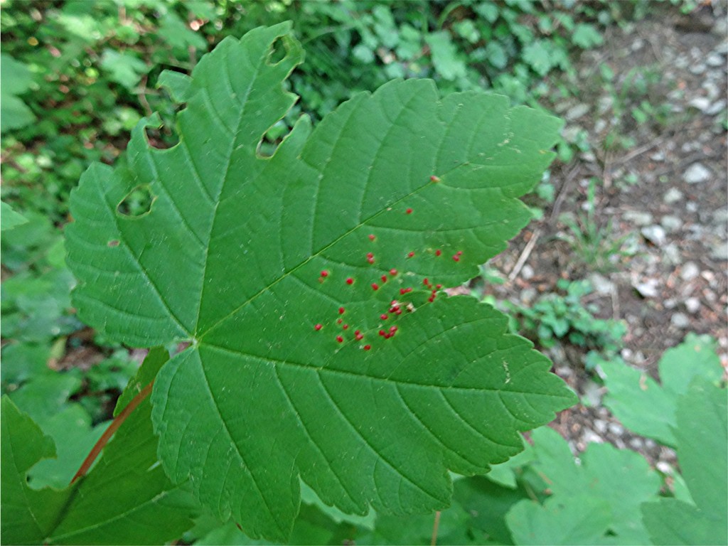 DSC02024 Ausschnitt, Schärfe, klein.JPG