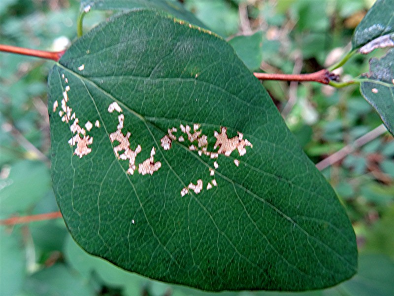 DSC03162 Ausschnitt, Helligkeit, Schärfe, klein.JPG