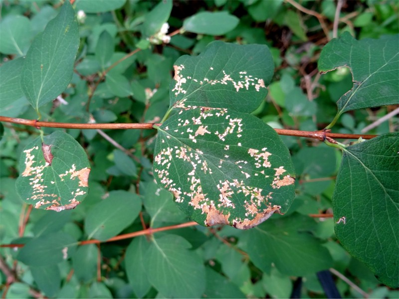 DSC03161 Ausschnitt, Kontrast, Schärfe, klein.JPG