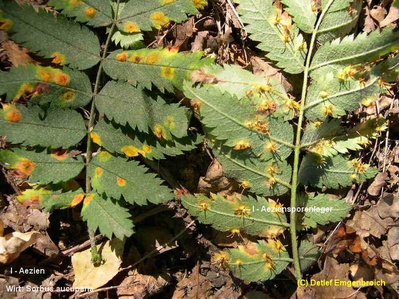 3-Gymnosporangium cornutum-I-1.8.2.9.9.5a.JPG