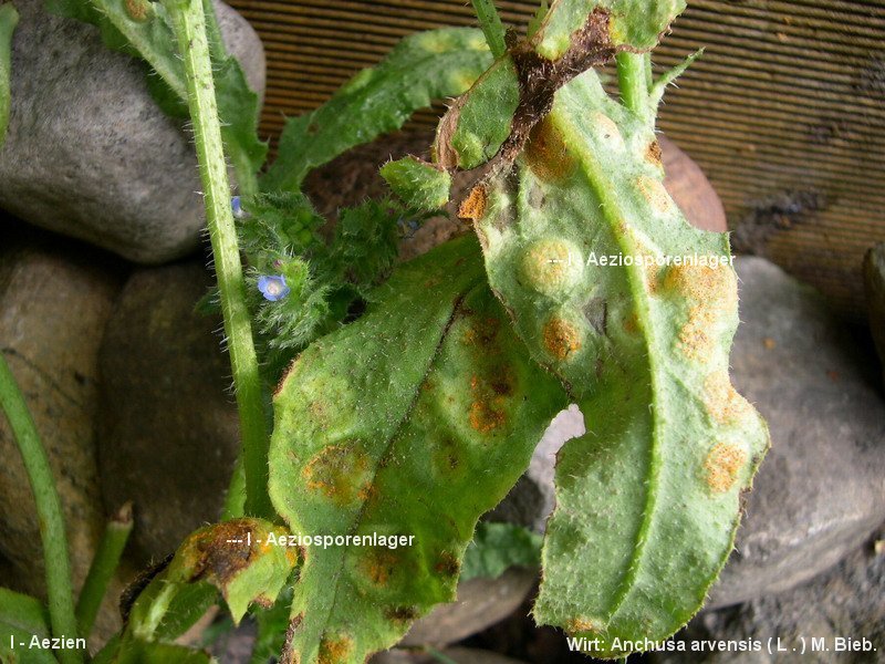 3-Puccinia recondita s.str.-I-a.JPG