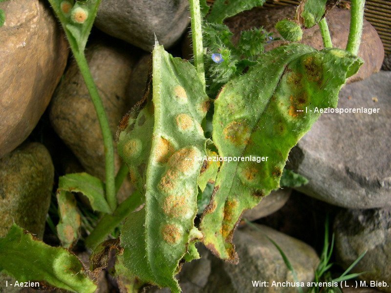 3-Puccinia recondita s.str.-I-b.JPG