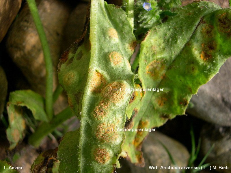 3-Puccinia recondita s.str.-I-c.JPG