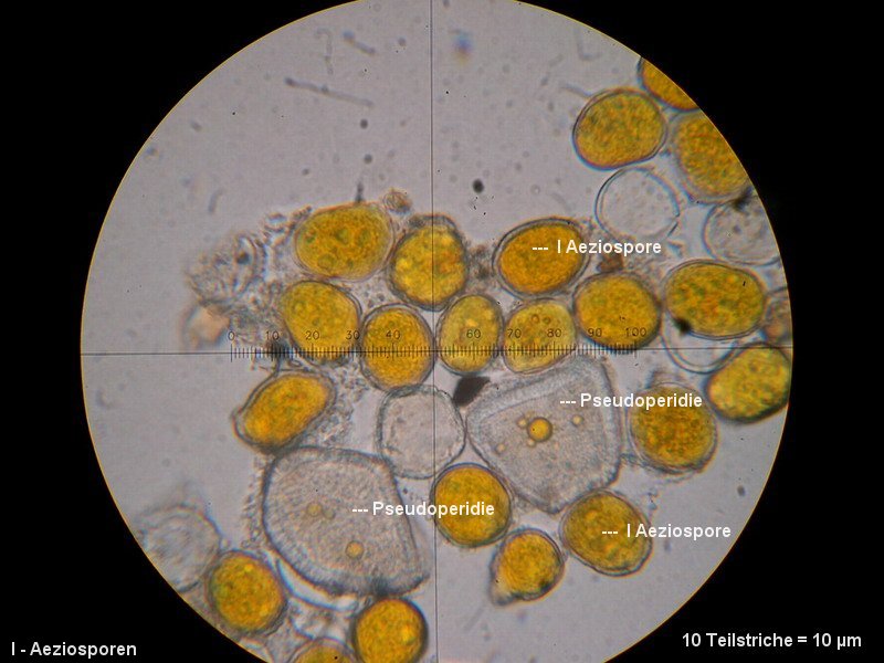 3-Puccinia recondita s.str.-I-M3-Anchusa arvensis.JPG