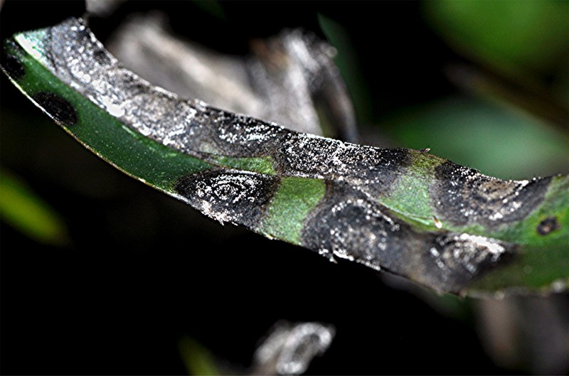 _DSC0227 Ausschnitt, Kontrast, Schärfe, klein.jpg