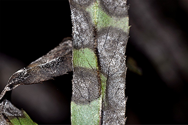 _DSC0228 Ausschnitt, Licht, Schärfe, klein.jpg