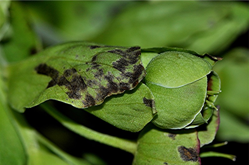 _DSC0229 Ausschnitt, Kontrast, Schärfe, klein.jpg