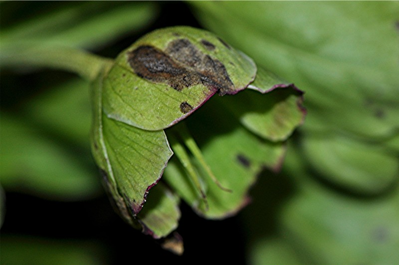 _DSC0231 Ausschnitt, Kontrast, Schärfe, klein.jpg