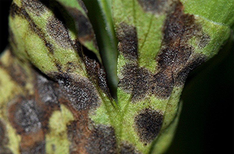 _DSC0232 Ausschnitt, Kontrast, Schärfe, klein.jpg