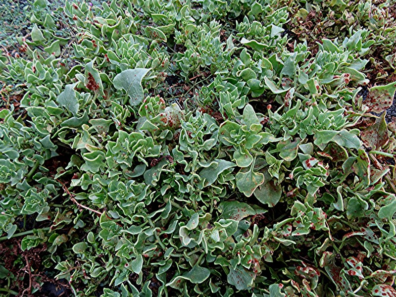 DSC04930 Rost an Niederliegender Rübe, Beta procumbens, Helligkeit, Schärfe, klein.JPG