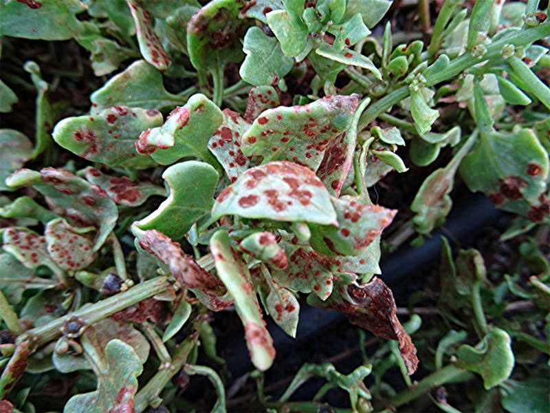 DSC04931 Niederliegende Rübe, Beta procumbens, Schärfe, klein.JPG