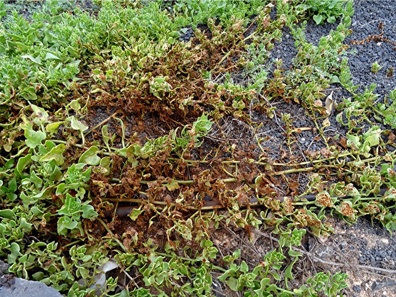 DSC04934 Niederliegende Rübe, Beta procumbens, Ausschnitt, Kontrast, Schärfe, klein.JPG