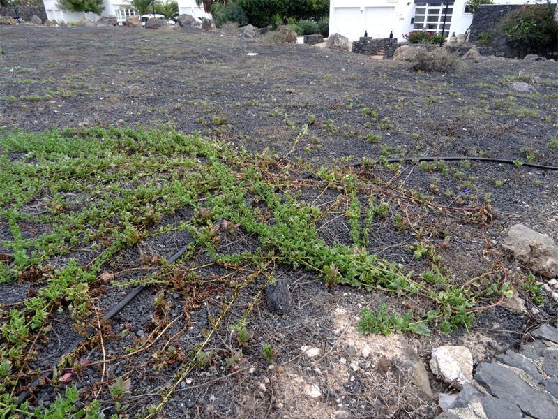 DSC04935 Rost an Niederliegender Rübe, Beta procumbens, Kontrast, klein.JPG