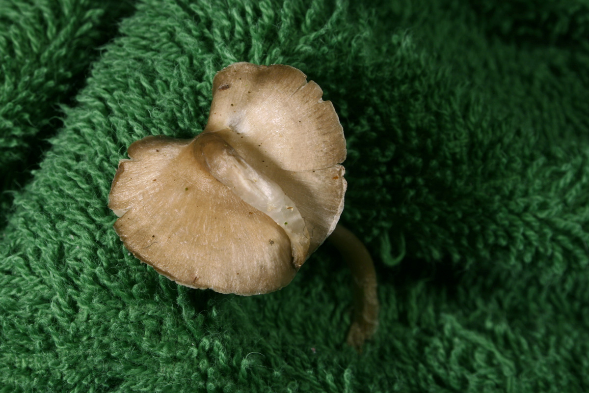 Mycena_strobilicola_12_Dbw.jpg