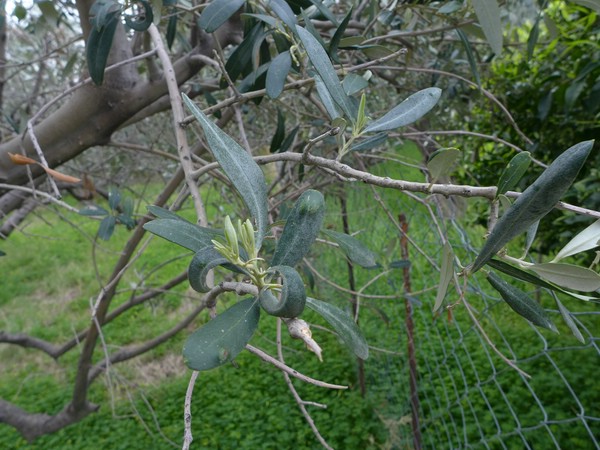 P2080922_G,Rhodos,Stegna (64).jpg