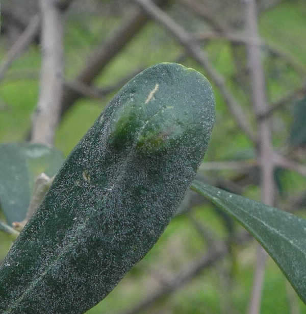 P2080922_G,Rhodos,Stegna (65).jpg