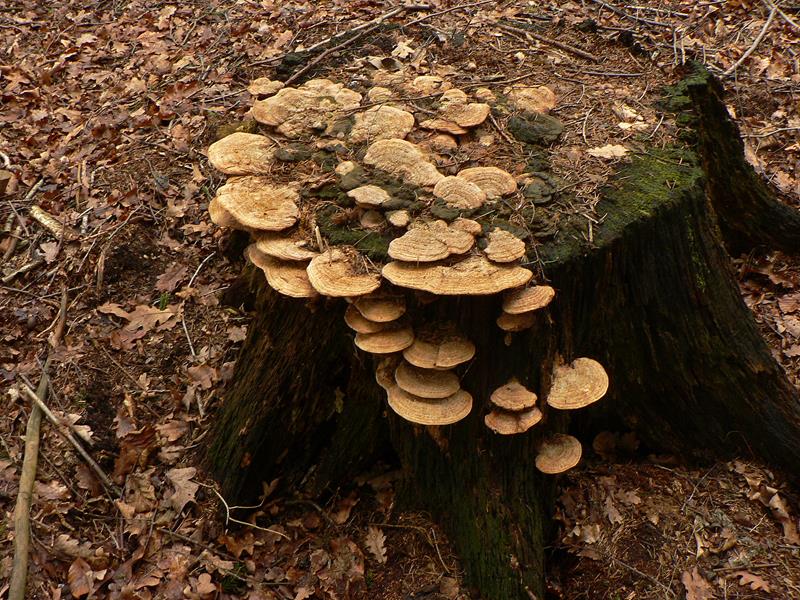 Baumpilz_x01-b (Copy).jpg