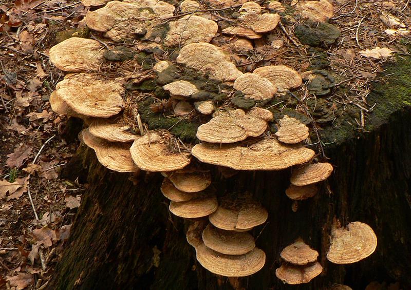 Baumpilz_x02-bb (Copy).jpg