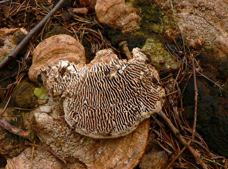 Baumpilz_x03-bb (Copy).jpg