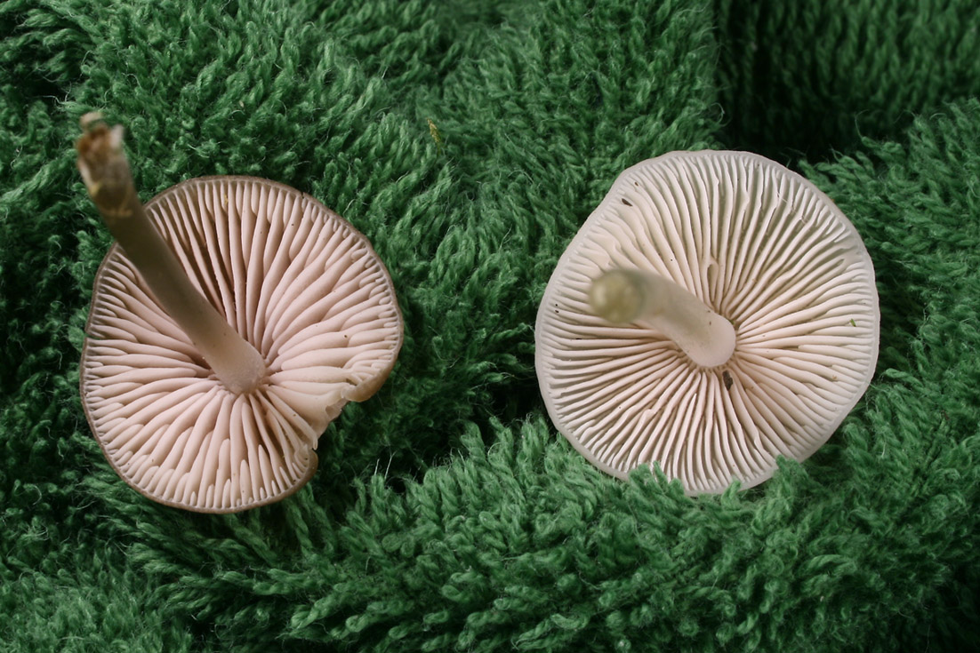 Mycena_strobilicola_04_Dbw.jpg