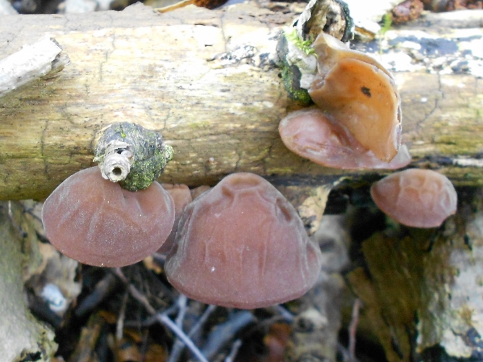 RSCN1982 (700x525).jpg