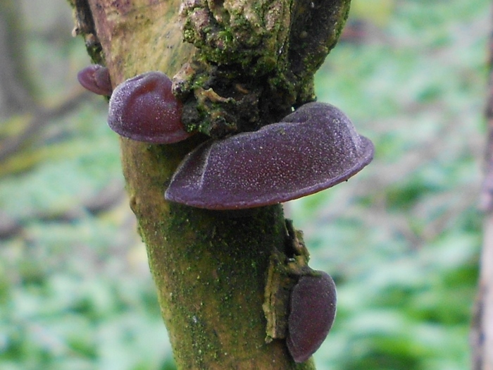 RSCN1983 (700x525).jpg