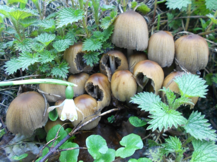 DSCN1976 (700x525).jpg