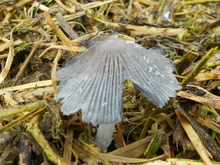 RSCN1981 (700x525).jpg