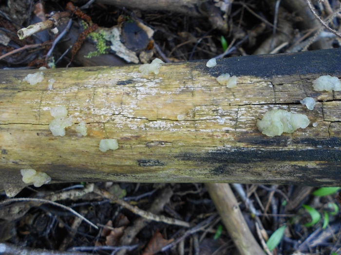 DSCN1977 (700x525).jpg