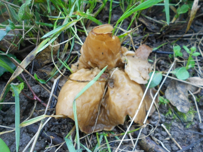 RSCN1984 (700x525).jpg