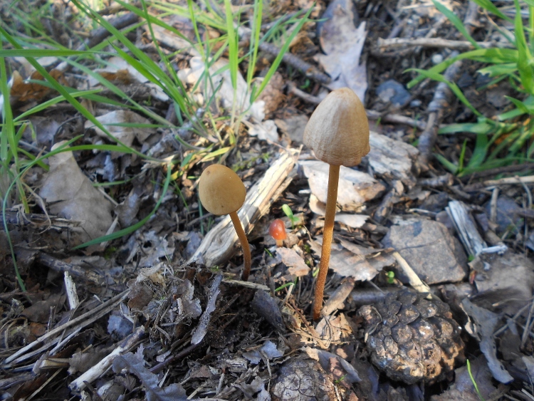 Bild 1 (750x563).jpg